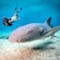 A diver swims alongside a nurse shark